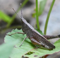 Phlaeoba antennata