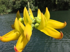 Mucuna sloanei