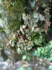 Peperomia trinervis