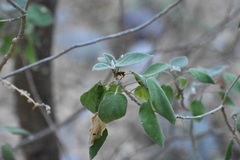 Croton ciliatoglandulifer