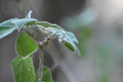 Croton ciliatoglandulifer