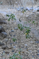 Croton ciliatoglandulifer