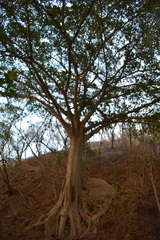 Ficus trigonata