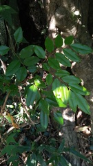 Dalbergia benthamii