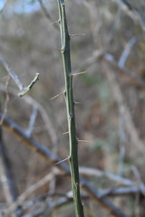 Pereskiopsis blakeana