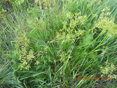 Lomatium dissectum dissectum