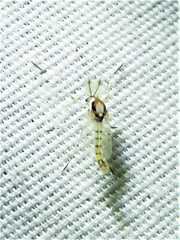 Coelotanypus concinnus