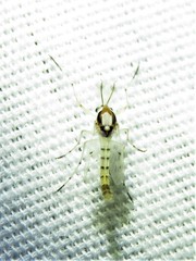 Coelotanypus concinnus