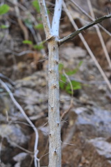 Pereskiopsis blakeana