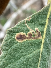 Phytomyza eriodictyi