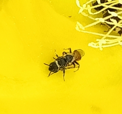 Macrotera