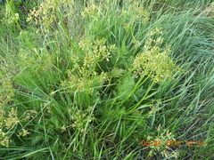 Lomatium dissectum dissectum