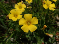 Oxalis macrantha