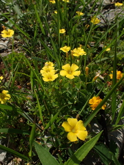 Oxalis macrantha