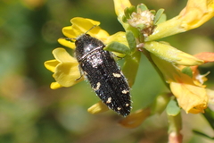 Acmaeodera angelica