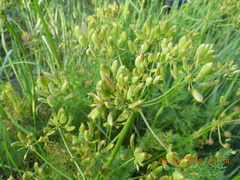 Lomatium dissectum dissectum