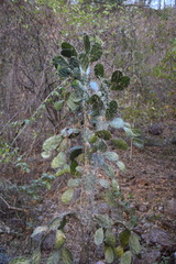 Opuntia feroacantha