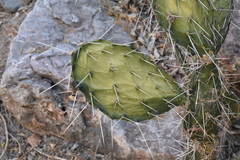 Opuntia feroacantha