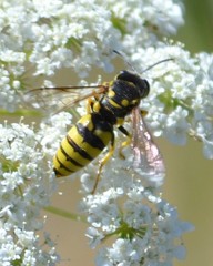 Bicyrtes capnopterus