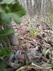 Ranunculus cassubicus