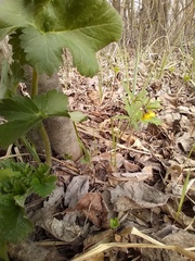 Ranunculus cassubicus