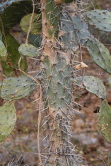 Opuntia feroacantha