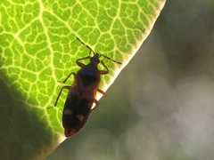 Anthocoris