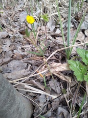 Ranunculus cassubicus
