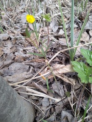 Ranunculus cassubicus