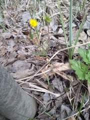 Ranunculus cassubicus