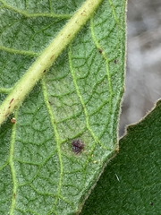 Phytomyza eriodictyi