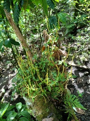 Piperales