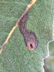 Phytomyza eriodictyi