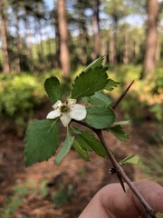 Crataegus munda