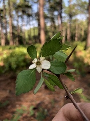 Crataegus munda