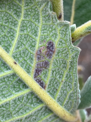 Phytomyza eriodictyi