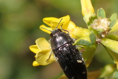 Acmaeodera angelica