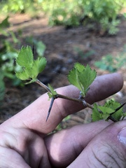 Crataegus munda