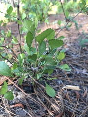 Crataegus munda