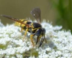 Bicyrtes capnopterus