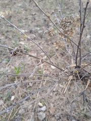 Chamaecytisus ruthenicus