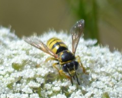 Bicyrtes capnopterus