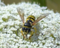 Bicyrtes capnopterus