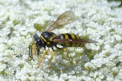 Bicyrtes capnopterus