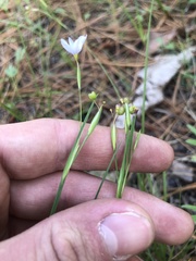 Sisyrinchium nashii