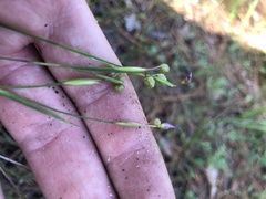 Sisyrinchium nashii
