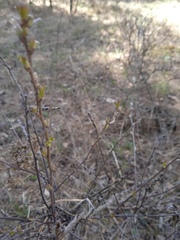 Chamaecytisus ruthenicus