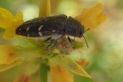 Acmaeodera angelica