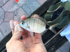 Diplodus holbrookii