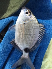Diplodus holbrookii
